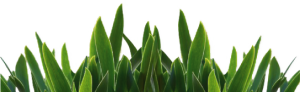 grass grass