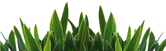 grass5 grass5